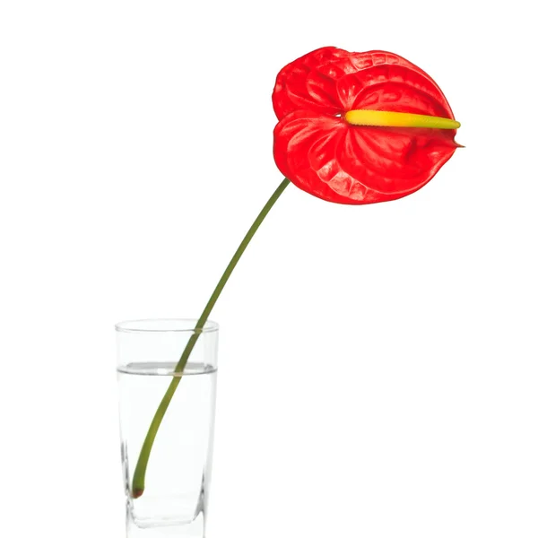 Red Anthurium — Stock Photo, Image
