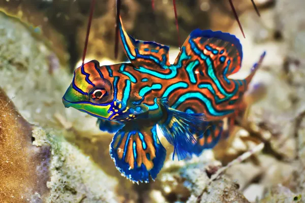 Tropischer Fisch Mandarinfisch — Stockfoto