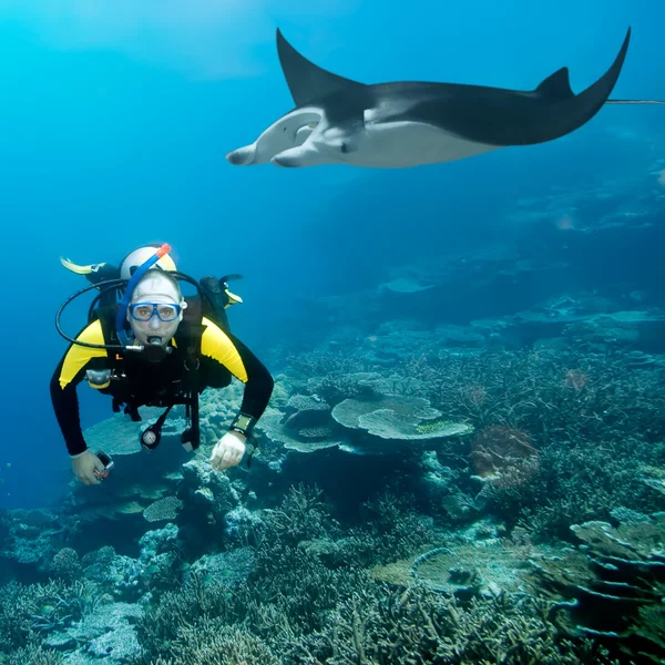 Diver och manta — Stockfoto