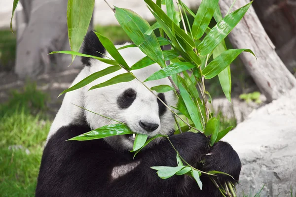 Гигантская панда — стоковое фото