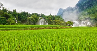 Rice field and waterfall clipart