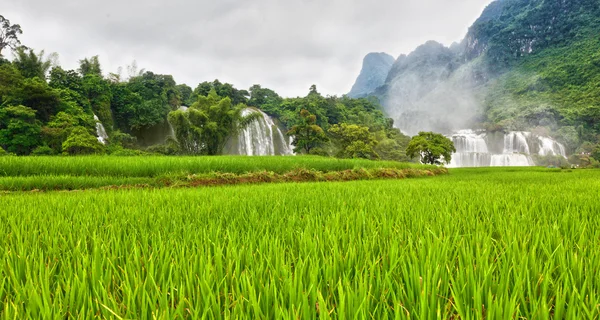 Reisfeld und Wasserfall — Stockfoto