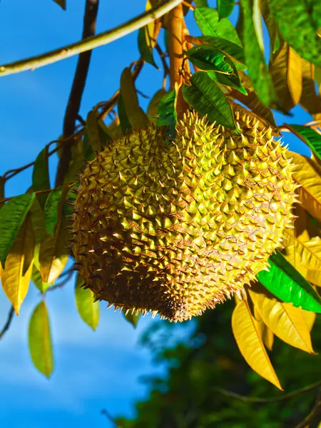 stock image Durian