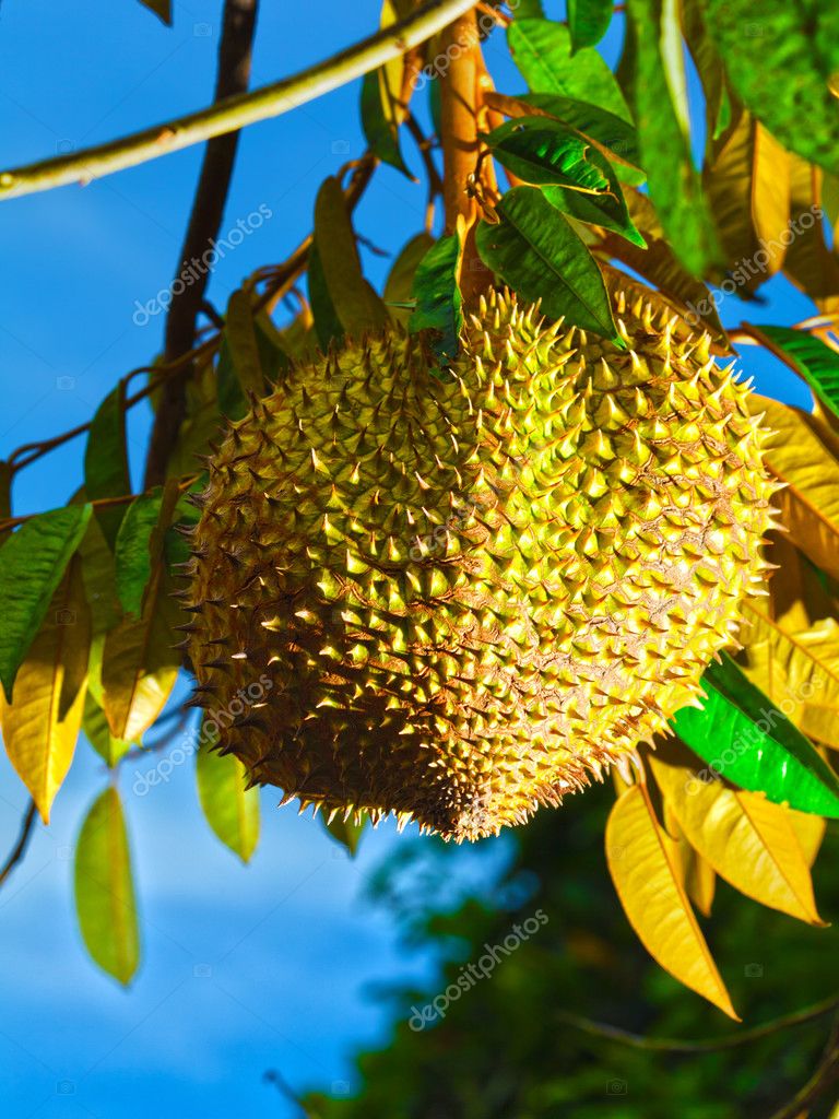 Durian En Una Rama Stok Fotograflar Durian En Una Rama Telifsiz Resimler Gorseller Depositphotos