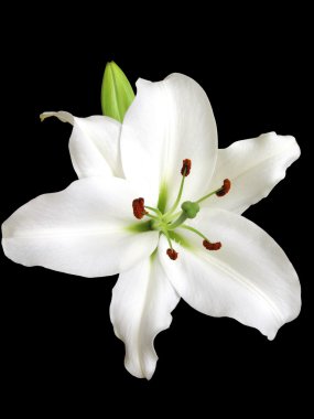 White lily clipart