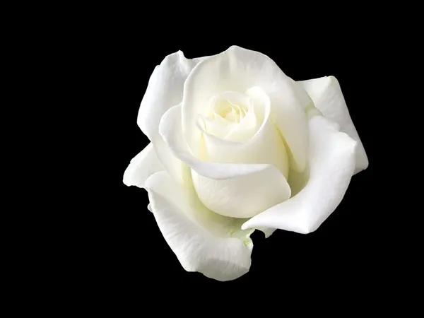 Rose blanche Photo De Stock