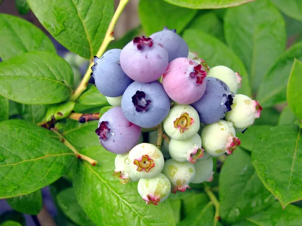 Huckleberries — Stock Photo, Image