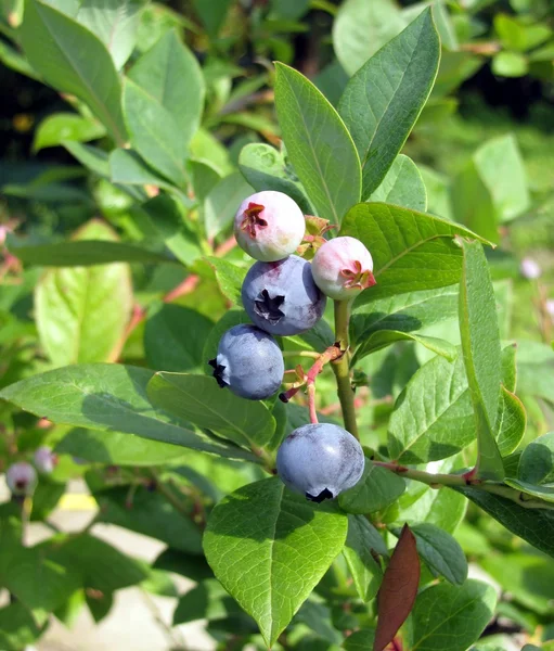 stock image Huckleberries