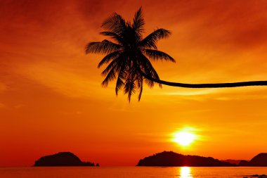 Tropical beach at sunset clipart