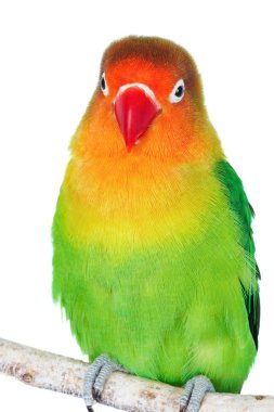 Lovebird clipart