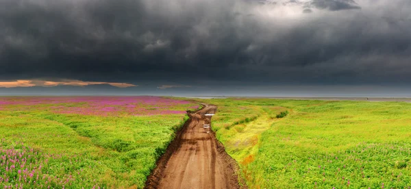 Dirty road in blossoming field — Stock Photo, Image