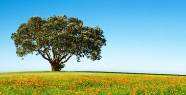 Lonely tree on the blossoming field clipart