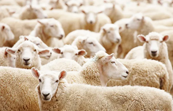 Koyun sürüsü — Stok fotoğraf