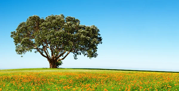 Árbol solitario en el campo floreciente — Foto de Stock