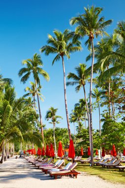 Sun beds on tropical beach clipart