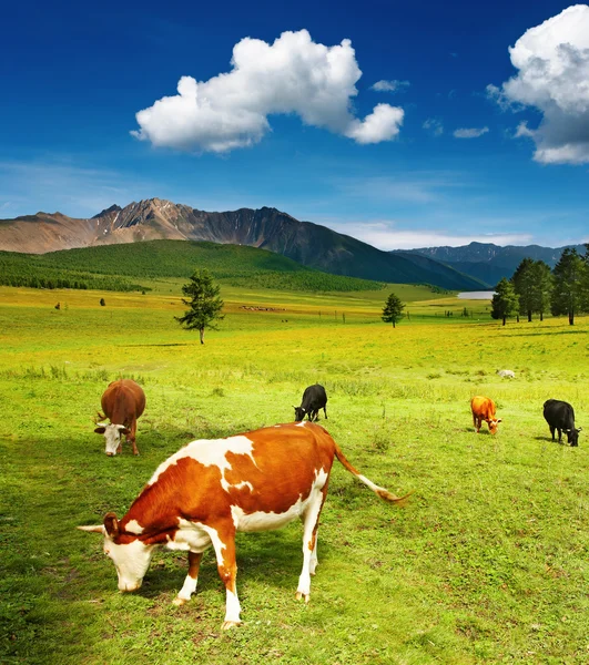 Pasoucí se krávy — Stock fotografie