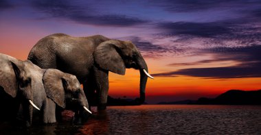 Elephant fantasy clipart