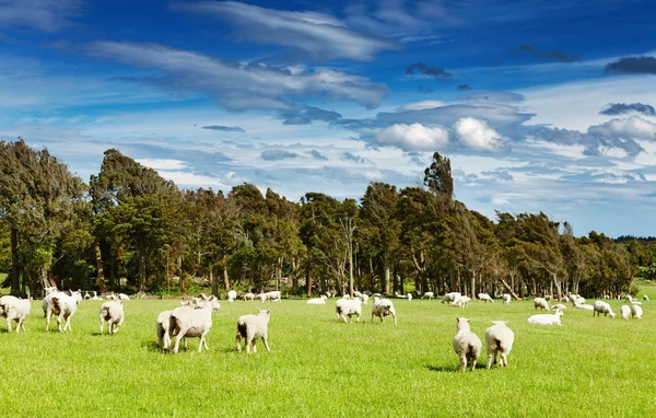 Green field and grazing sheep — Stock Photo, Image