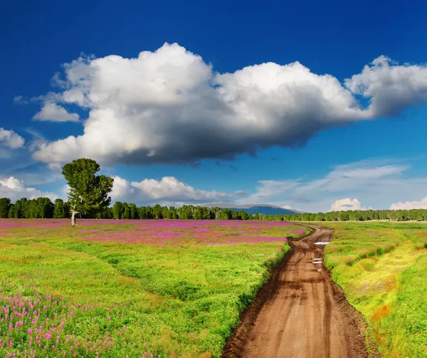 Деревенская дорога в цветущем поле — стоковое фото