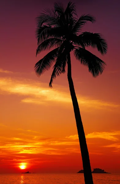 Тропический закат — стоковое фото