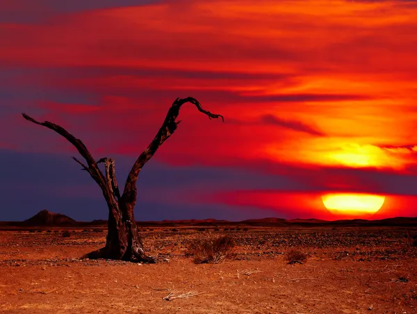 砂漠のファンタジー — ストック写真
