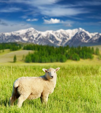 Grazing lamb clipart