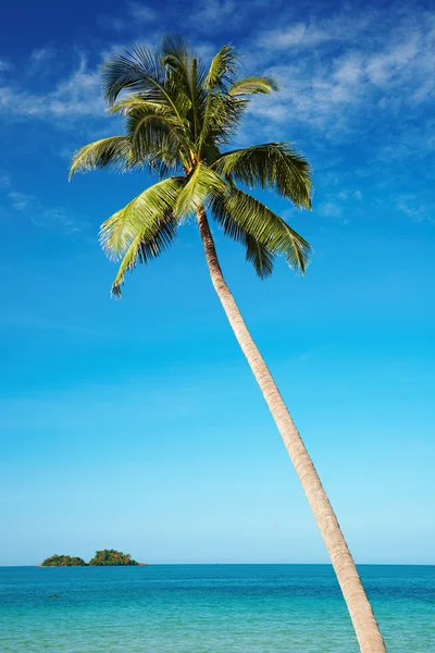 Kokosová palma proti modré obloze — Stock fotografie