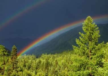 Rainbow over forest clipart