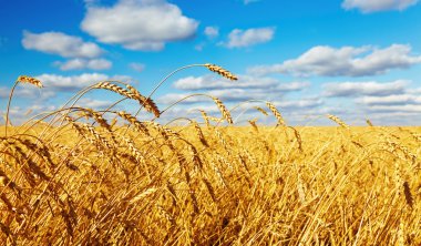 Wheat field clipart