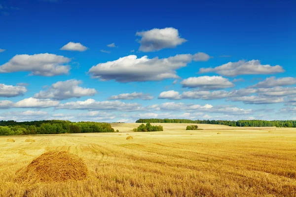 Campo di grano falciato — Foto Stock