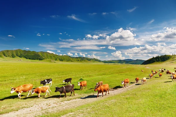 Сільський пейзаж з коров'ячим стадом — стокове фото