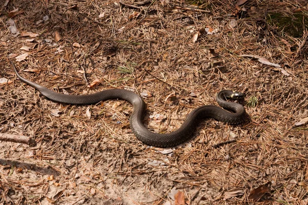 stock image Snake