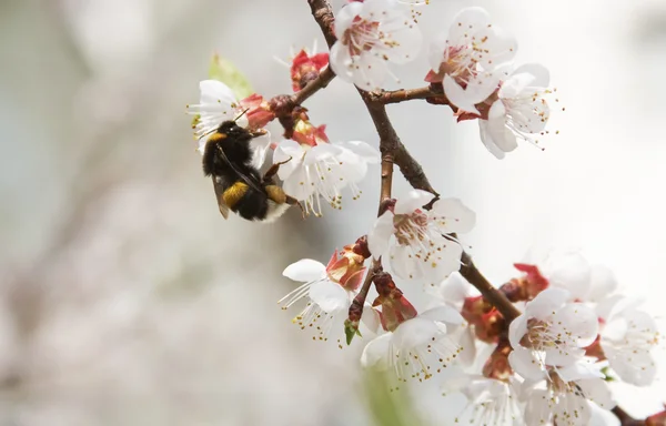 Lebah bumble — Stok Foto