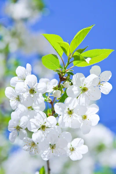 Ramo di ciliegia fiorita — Foto Stock