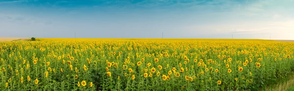 stock image Sunflowers