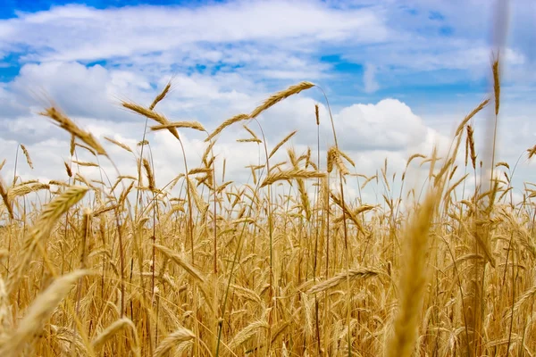 stock image Golden wheat field