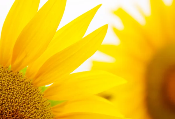 Velké slunečnice na listech — Stock fotografie