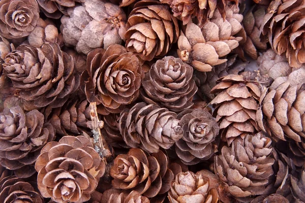 stock image Pine cones