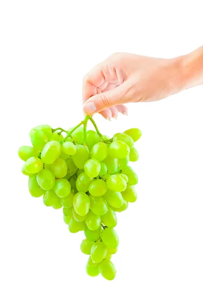 stock image Grape in the hand