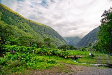 Yatay Hawaii
