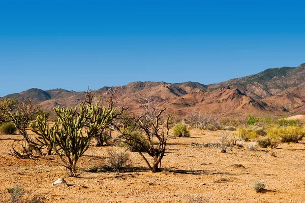 Pustyni w Arizonie — Zdjęcie stockowe