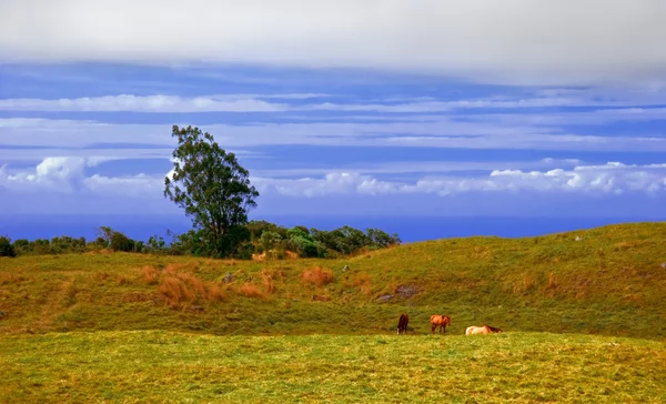 ハワイの風景 — ストック写真