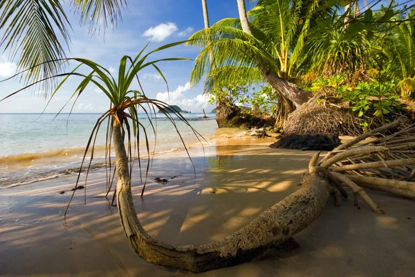 Tropicsl plaży — Zdjęcie stockowe