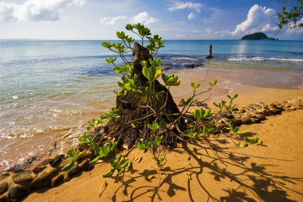 Tropicsl beach — Stockfoto
