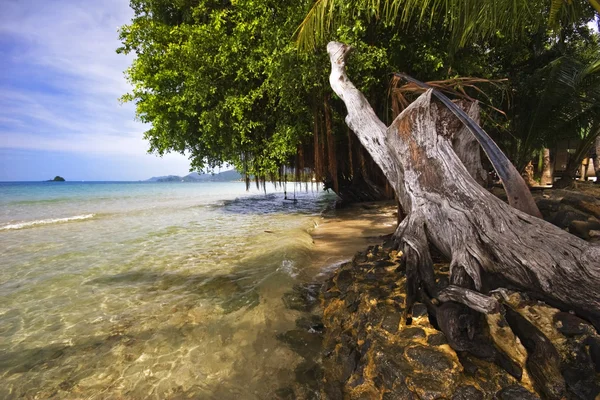 Playa de Tropicsl — Foto de Stock