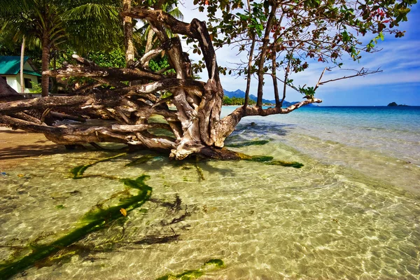 Playa de Tropicsl —  Fotos de Stock