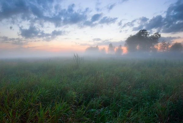 Закат в поле — стоковое фото