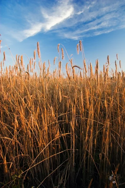 The field of rye — Stock Photo, Image