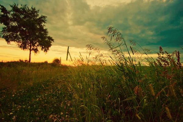 Sunset in the field — Stock Photo, Image