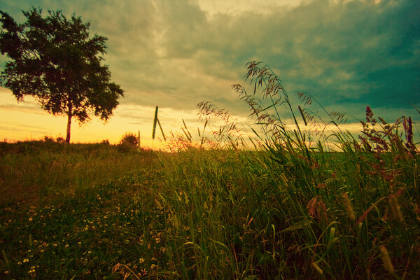 Evening in the summer field.